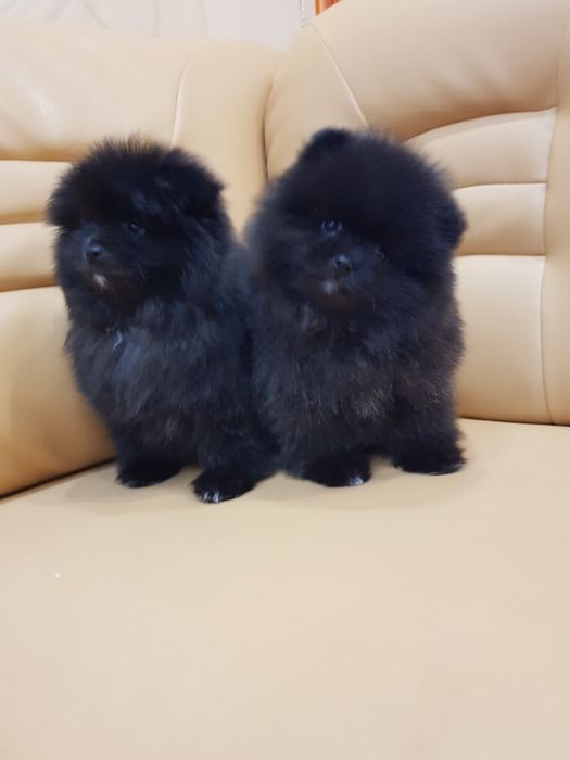 Померан померани Гр. София