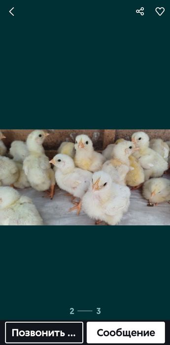 Продам подросщеных бройлеров.