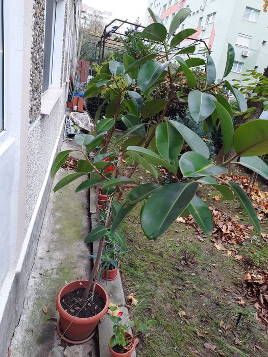Ficus elastica  plantă
