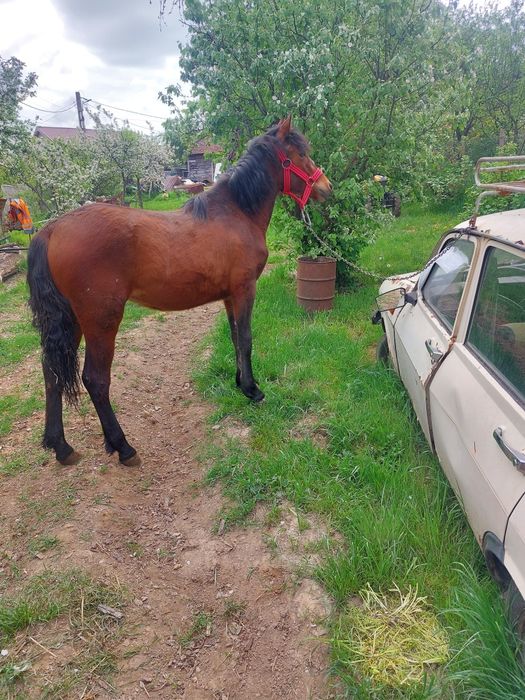 manza de vânzare