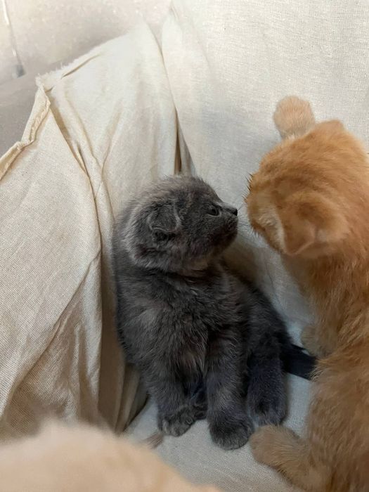 Scotish fold mushuklari