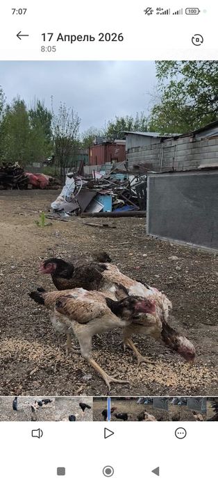 Яйца от хороший семейки