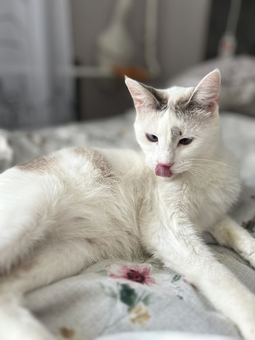 Кошечка бесплатно