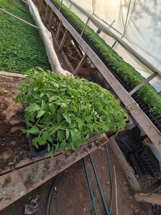 Vand rasaduri de calitate