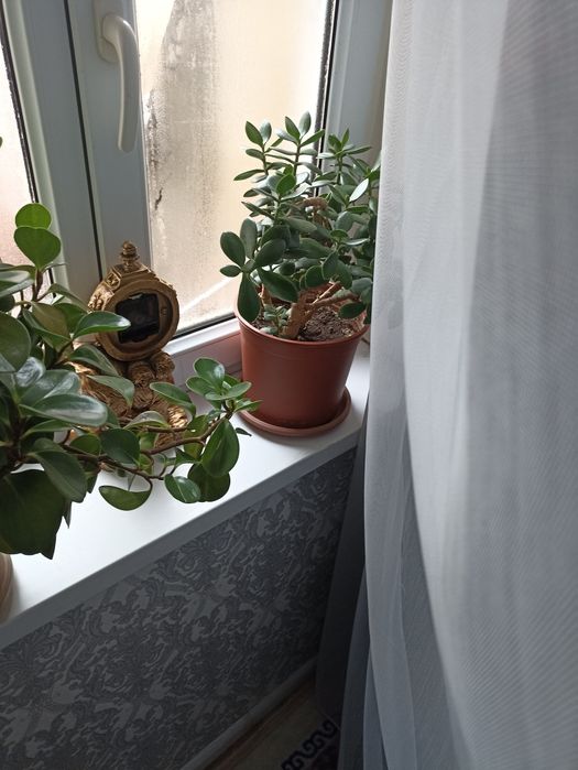 Комнатные ( домашние ) цветы