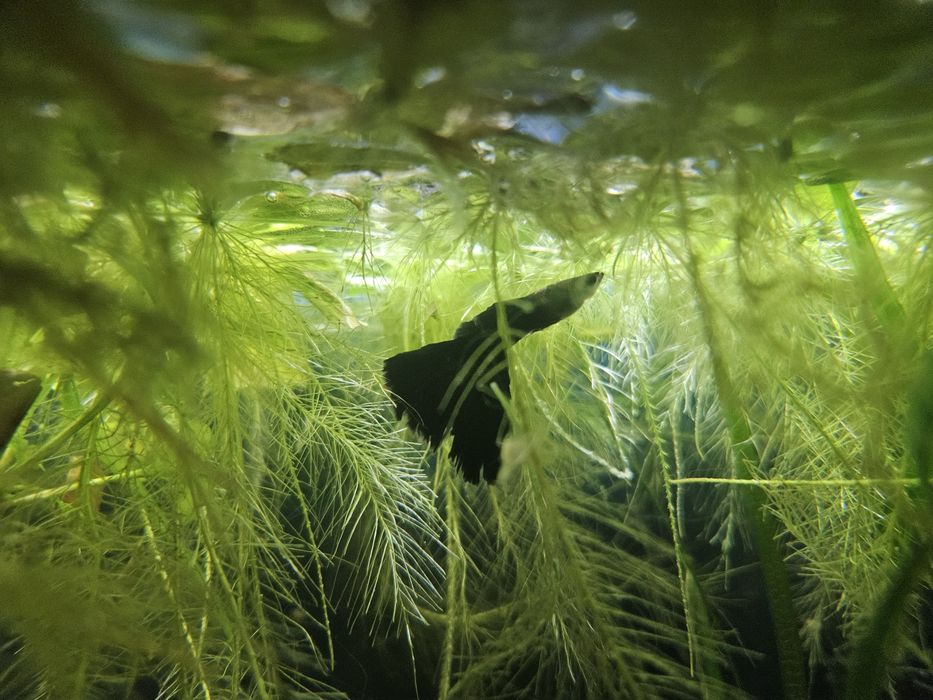 Valisneria plante Acvariu