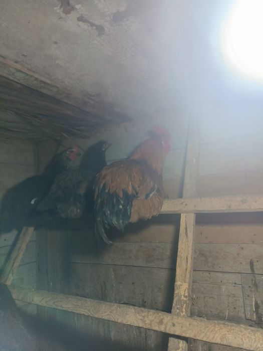 Продам молодой петухи