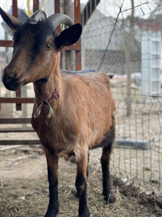 Capra alpină franceza, pereche gaste americane sau doar gansac, cocosi