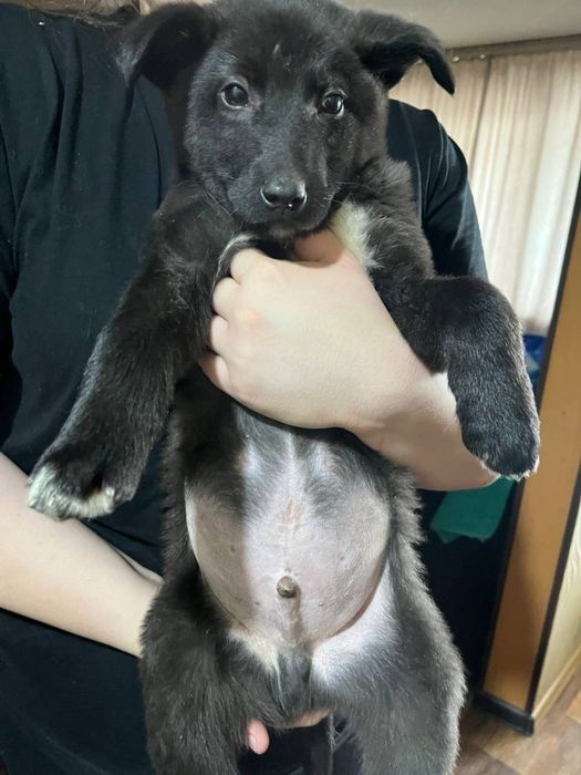 Отдам щенка в добрые руки!