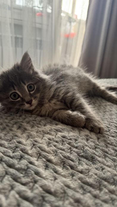 Котенок в поиске дома