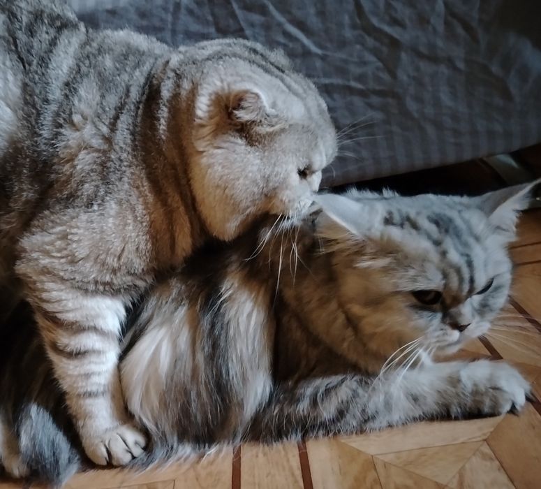 Скоттиш фолд. Кот. Вязка.