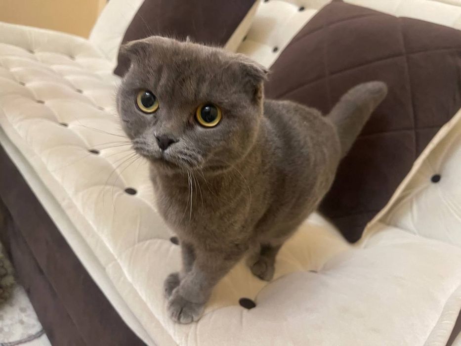 Britanski skotish fold sotiladi