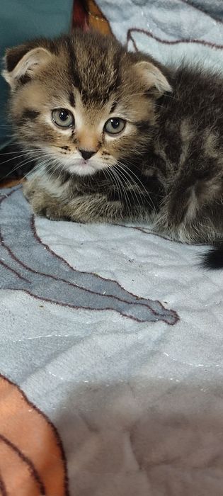 Вислоухие котята