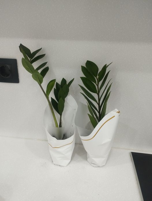 Замиакулькас долларовое дерево