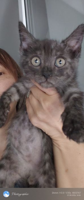 Мальчик котенок возраст 2мес