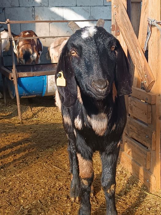 козы козлы козлята