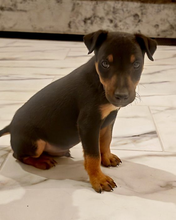 Jagd terrier - metis