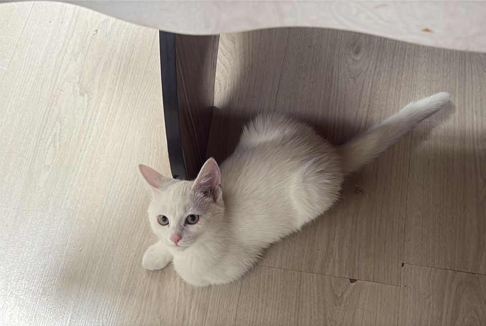 Отдам котенка 3 месяца