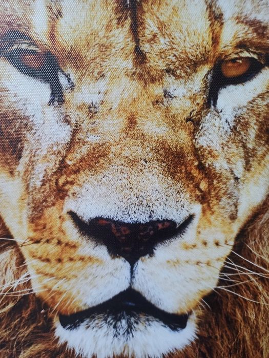 Продается картина фотопринт