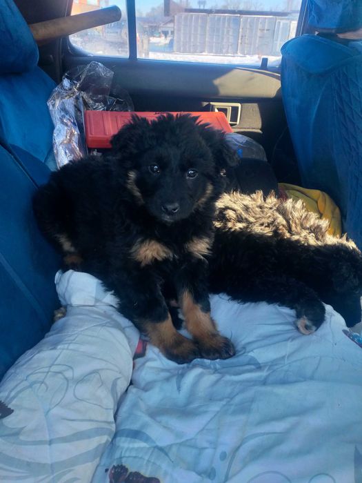 Бесплатно дарим щенков