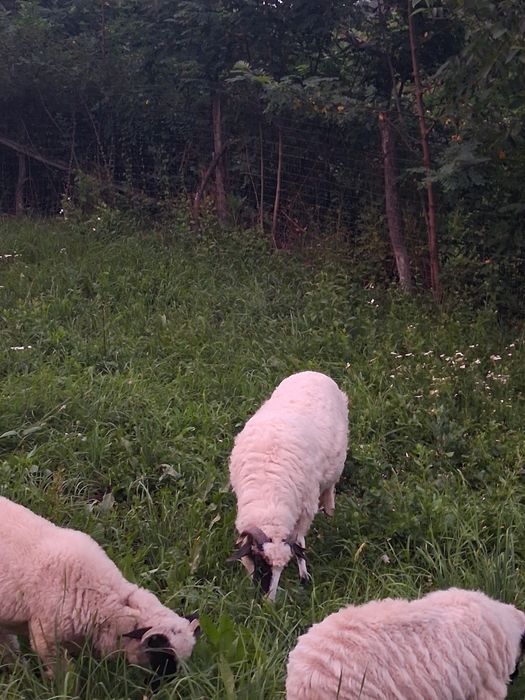 Vand noatina breaza de Petroșani posibil de a făta