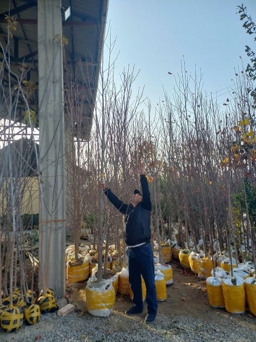 Акация Клён Yasin Katalpa sotiladi