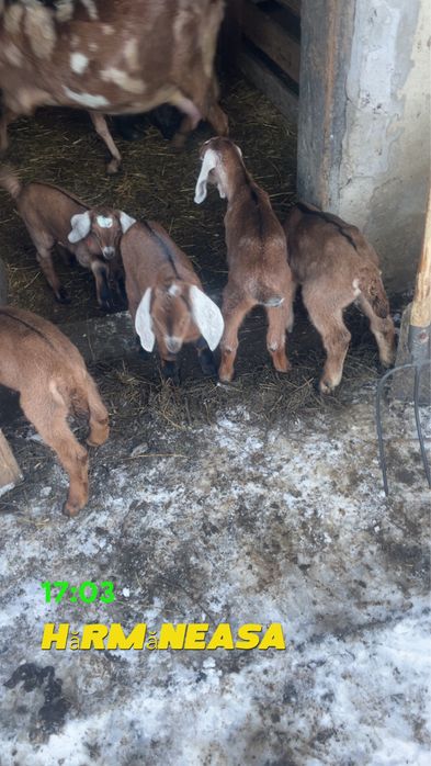 Vand Tap Anglonubian si Capre