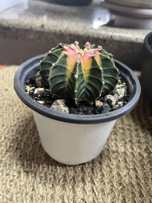 Кактус Гимнокалициум