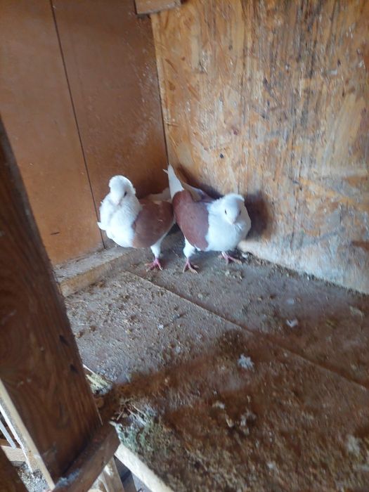 Porumbei de vânzare