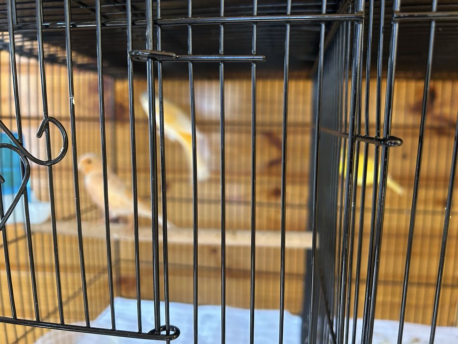 Канарейки молодые