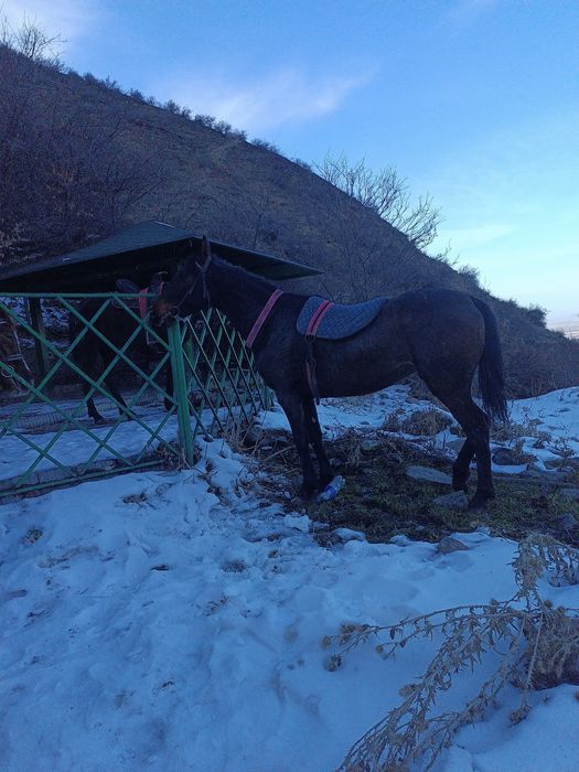 Осы таза қанды бие сатылады