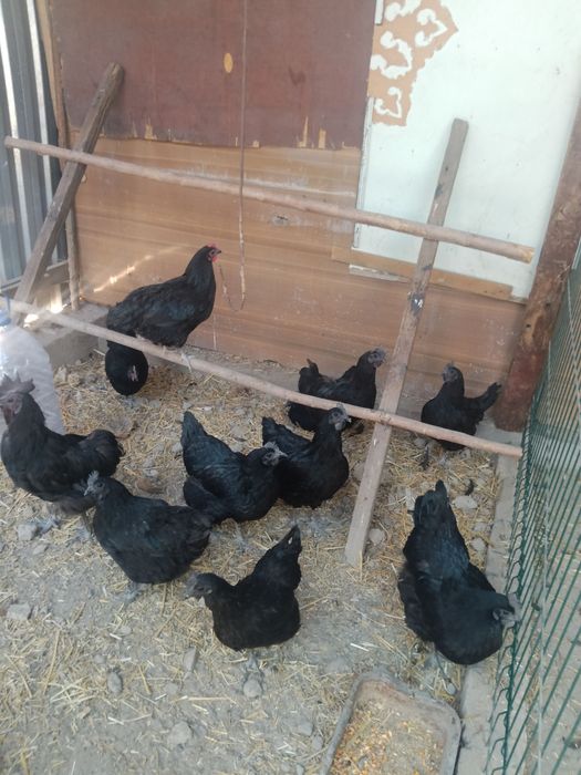 Uhayu tuhumlari ochirishga