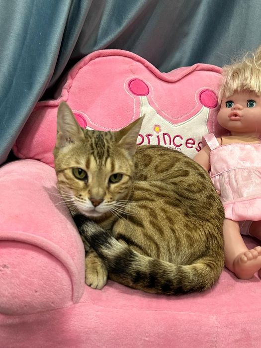 Продам бенгала кошку