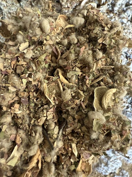 Мақта қауашағы, мақта шиті бар