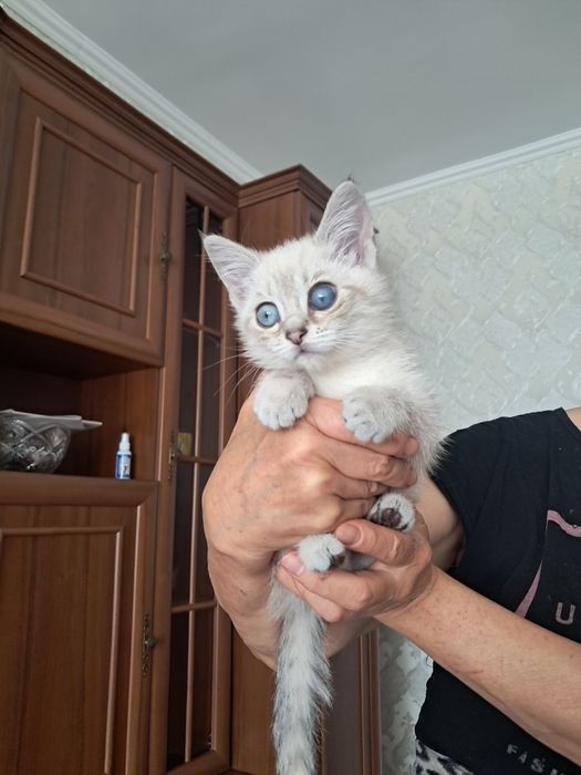 Отдадим котёнка 1 месяц]девочка]