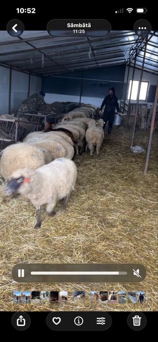 Vand oi bune gestante