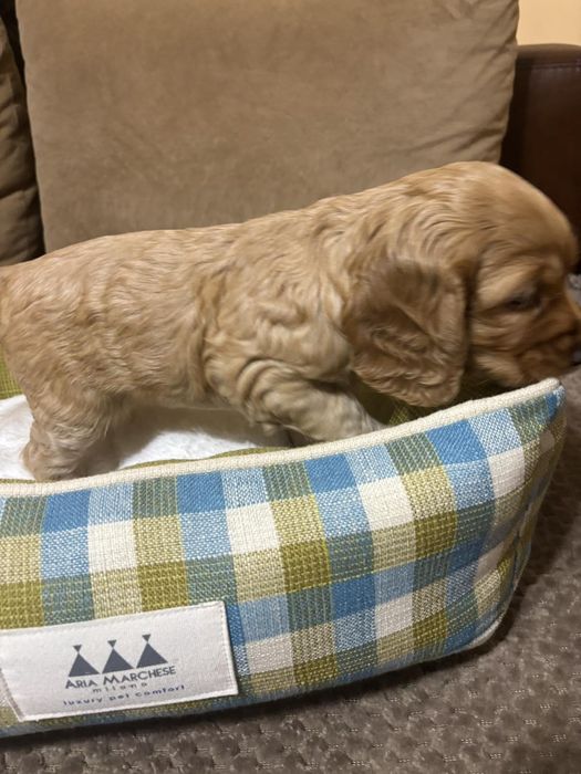 Продам куче ако някой има интерес