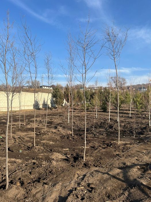 Черемуха красная 4,5метров