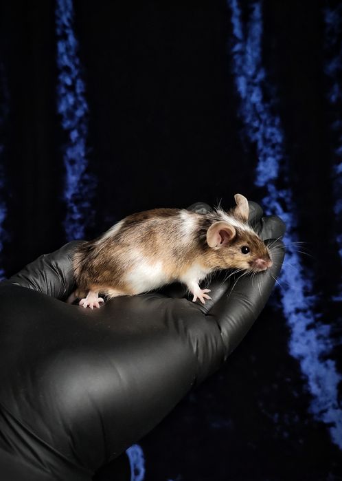 Декоративные мышки