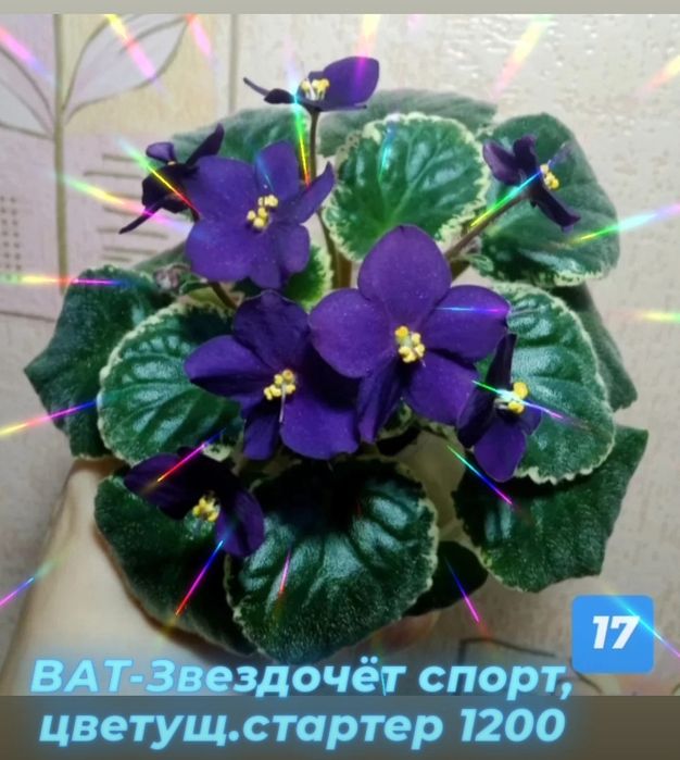 Сортовые фиалки разные