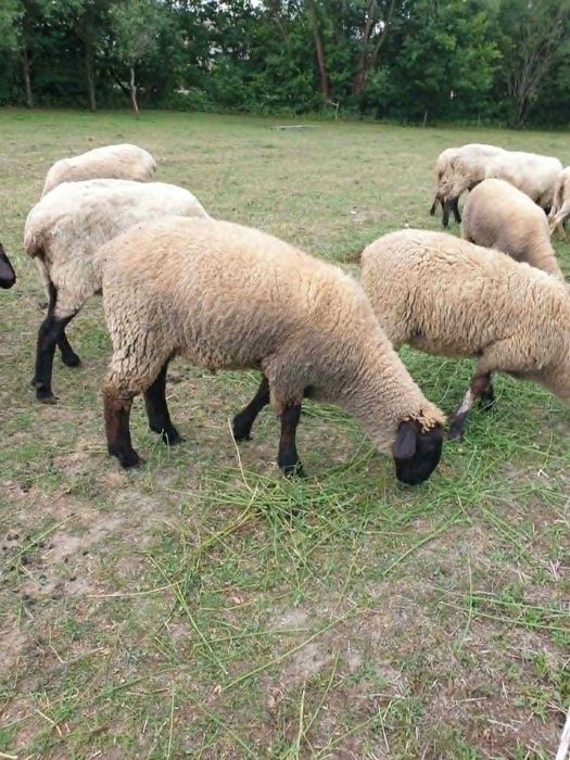 Schimb berbec suffolk de 4 luni cu miala sau berbec de aceeasi rasa jud.Maramures