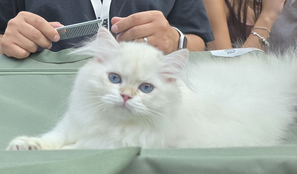 Pui pisică british longhair
