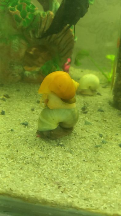 А 31 с гарантией