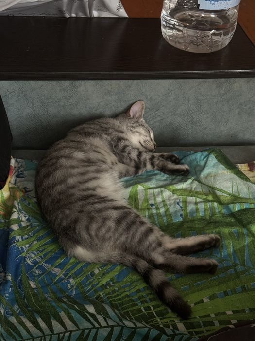 Отдам кошечку, полгода