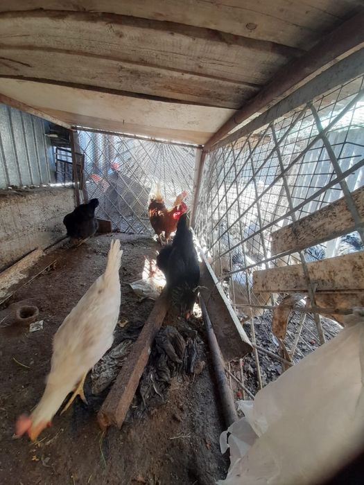Продаются петухи и куры