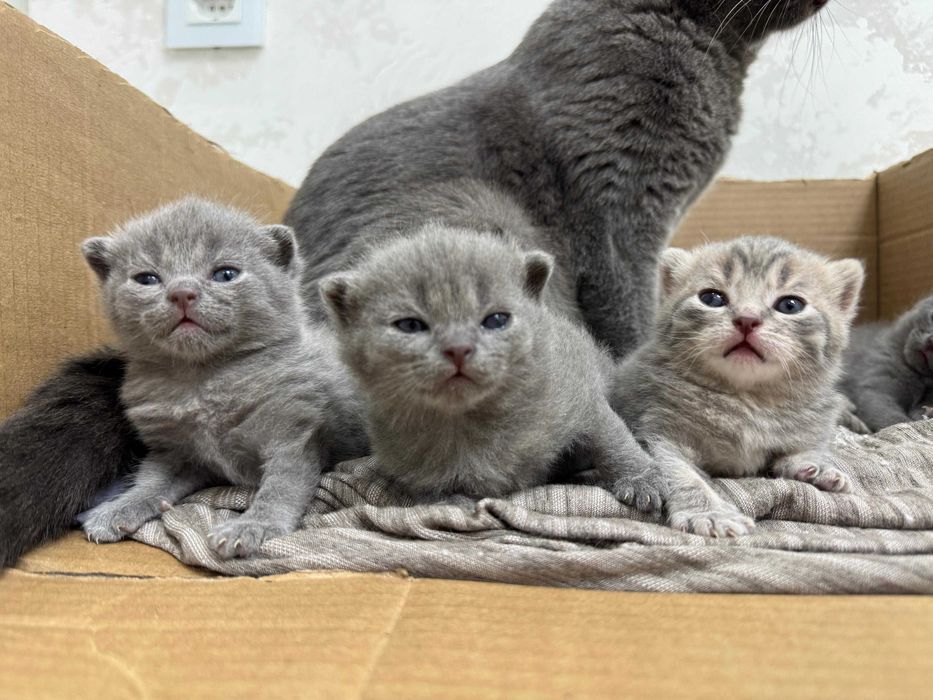 Продаю британских котят