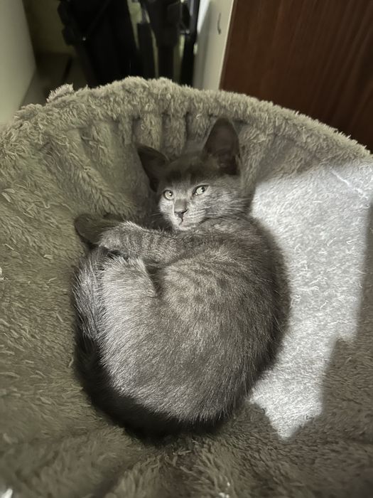Котята 2 месяца.