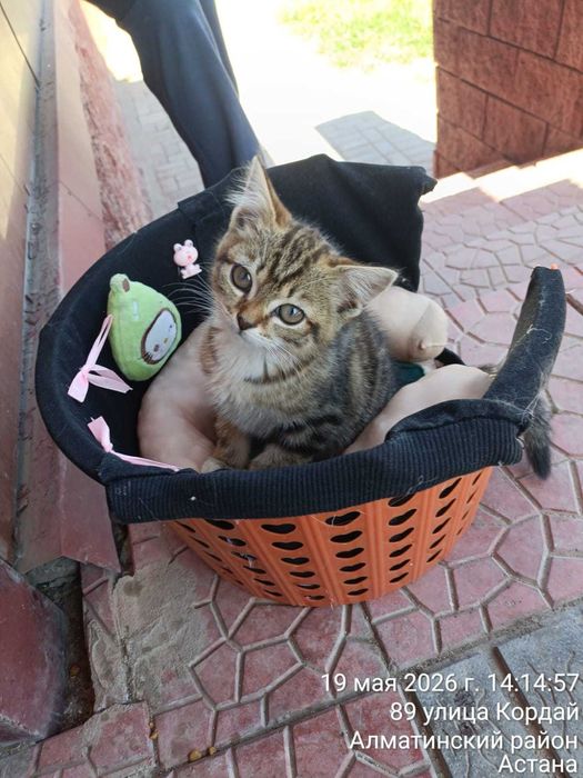 Отдам котенка в добрые руки