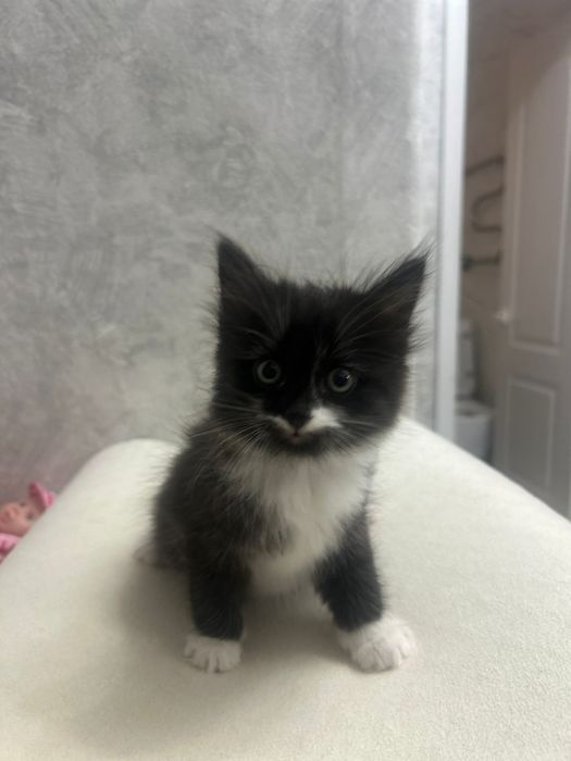 Котята домашние отдам