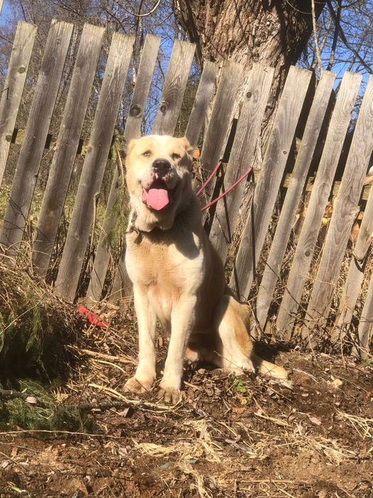 Mascul Asia Centrala cu pedigree tip A